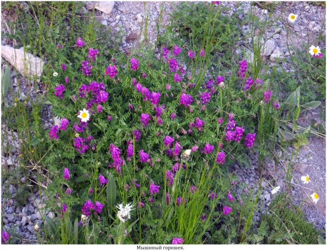 High Line "Девичьи косы". (приэльбрусье)