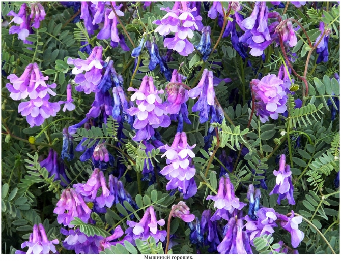 High Line "Девичьи косы". (приэльбрусье)