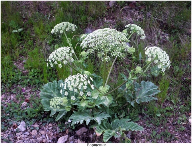 High Line "Девичьи косы". (приэльбрусье)