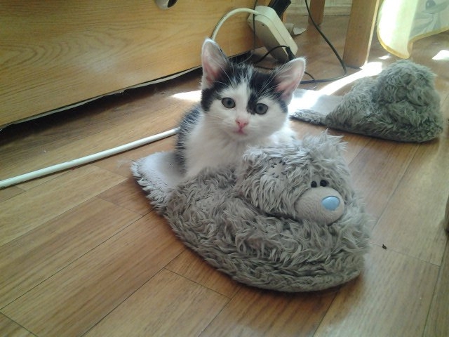 Ули ищет новых друзей (Альпинизм, котик, в хорошие руки)