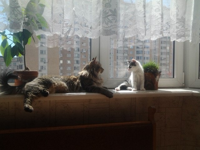 Ули ищет новых друзей (Альпинизм, котик, в хорошие руки)