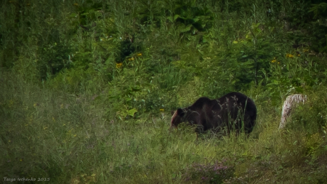 Спидфлаинг в Румынии. Буштень (Воздух, Спиидфлаинг, румыния)