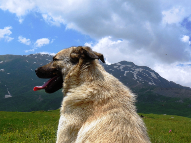 Школа жизни в Школе инструкторов с постскриптумом... (Альпинизм, альпинизм, школа инструкторов, отчет, путшествие по Грузии)