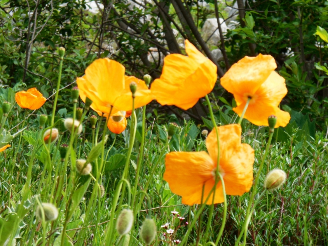 Школа жизни в Школе инструкторов с постскриптумом... (Альпинизм, альпинизм, школа инструкторов, отчет, путшествие по Грузии)