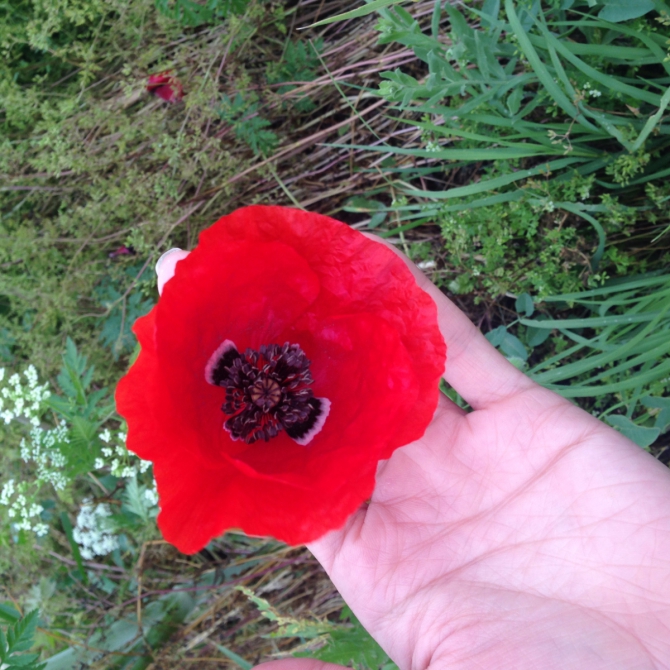 Три бизончика (Скалолазание)