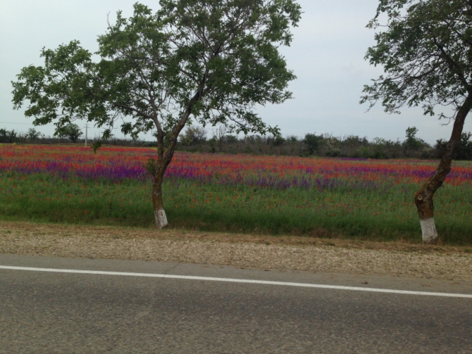 Три бизончика (Скалолазание)