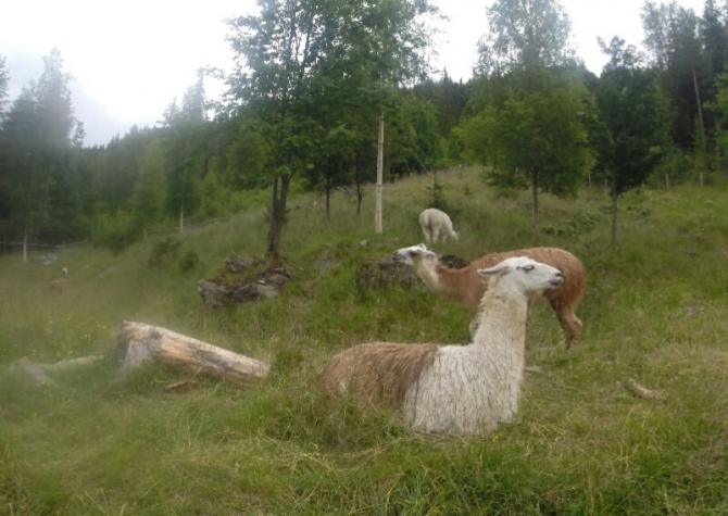 Куда податься бедному норвежцу. (Вело, вело, норвегия, бомж трип, морозова, лебедь)