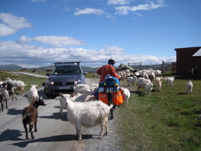 Девчачий норвежский бомж-велотрип завершился (норвегия, бомж трип, морозова, лебедь)