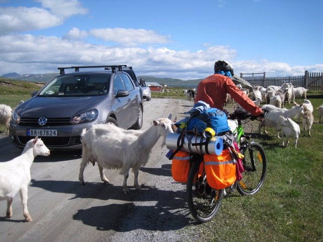 Девчачий норвежский бомж-велотрип завершился (норвегия, бомж трип, морозова, лебедь)