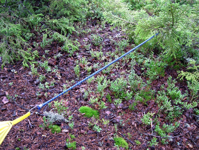 Девчачий норвежский бомж-велотрип завершился (норвегия, бомж трип, морозова, лебедь)