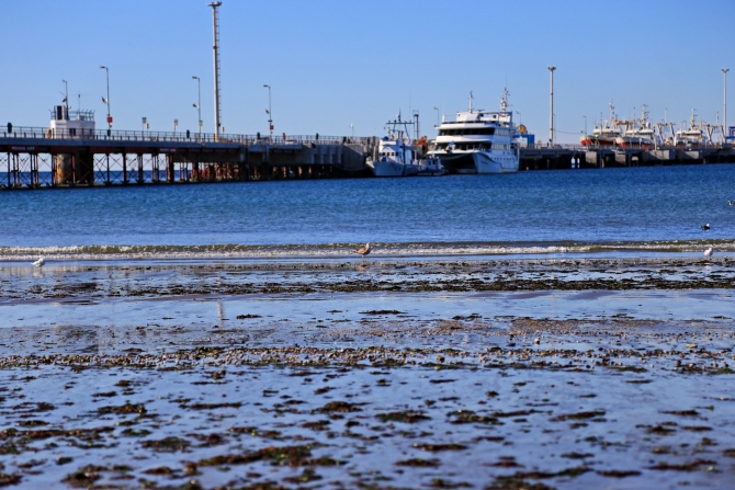 Полуостров южных китов. Валдес. Аргентина. (Путешествия, Пуэрто Мадрин, Южные киты, полуостров Валдес)