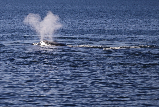 Полуостров южных китов. Валдес. Аргентина. (Путешествия, Пуэрто Мадрин, Южные киты, полуостров Валдес)