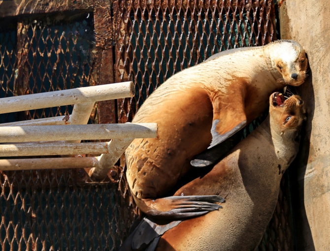 Полуостров южных китов. Валдес. Аргентина. (Путешествия, Пуэрто Мадрин, Южные киты, полуостров Валдес)