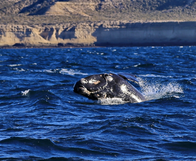 Полуостров южных китов. Валдес. Аргентина. (Путешествия, Пуэрто Мадрин, Южные киты, полуостров Валдес)