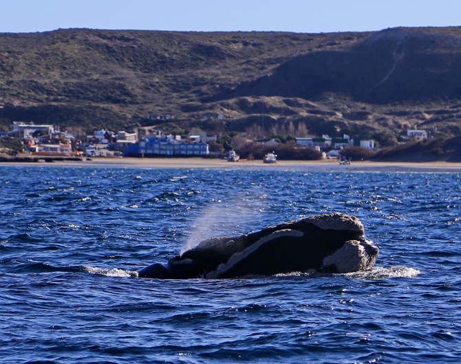 Полуостров южных китов. Валдес. Аргентина. (Путешествия, Пуэрто Мадрин, Южные киты, полуостров Валдес)