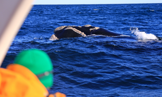 Полуостров южных китов. Валдес. Аргентина. (Путешествия, Пуэрто Мадрин, Южные киты, полуостров Валдес)