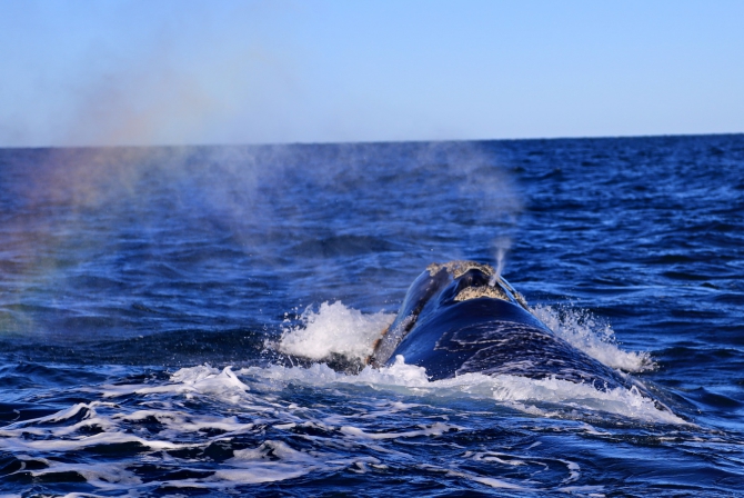 Полуостров южных китов. Валдес. Аргентина. (Путешествия, Пуэрто Мадрин, Южные киты, полуостров Валдес)