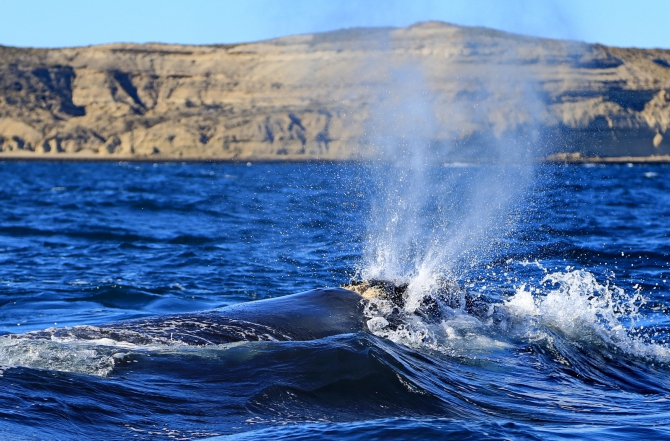 Полуостров южных китов. Валдес. Аргентина. (Путешествия, Пуэрто Мадрин, Южные киты, полуостров Валдес)