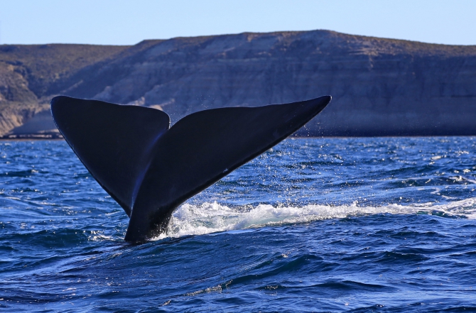 Полуостров южных китов. Валдес. Аргентина. (Путешествия, Пуэрто Мадрин, Южные киты, полуостров Валдес)