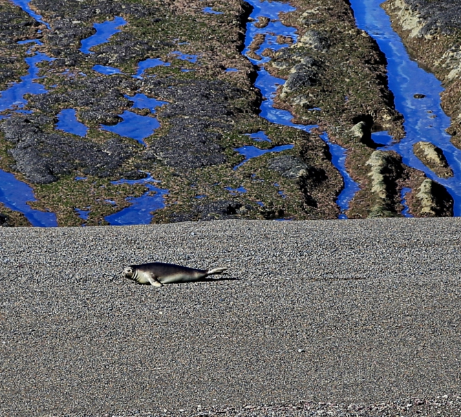 Полуостров южных китов. Валдес. Аргентина. (Путешествия, Пуэрто Мадрин, Южные киты, полуостров Валдес)