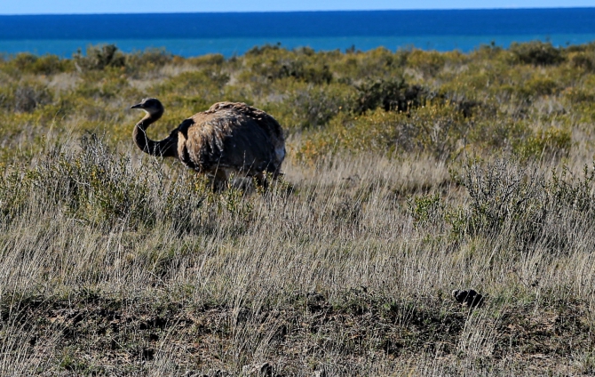 Полуостров южных китов. Валдес. Аргентина. (Путешествия, Пуэрто Мадрин, Южные киты, полуостров Валдес)