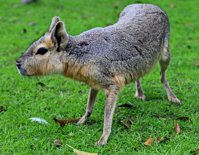 Полуостров южных китов. Валдес. Аргентина. (Путешествия, Пуэрто Мадрин, Южные киты, полуостров Валдес)