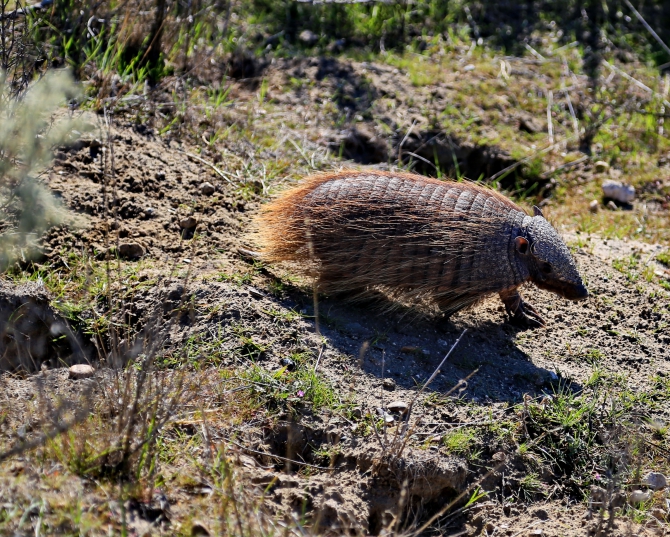Полуостров южных китов. Валдес. Аргентина. (Путешествия, Пуэрто Мадрин, Южные киты, полуостров Валдес)