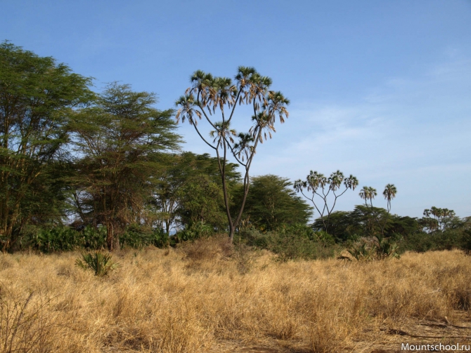 Кения. Часть 2. Парк Меру. (mountschool.ru, веденин, горная школа, путешествия)