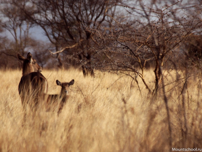 Кения. Часть 2. Парк Меру. (mountschool.ru, веденин, горная школа, путешествия)