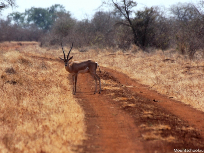 Кения. Часть 2. Парк Меру. (mountschool.ru, веденин, горная школа, путешествия)