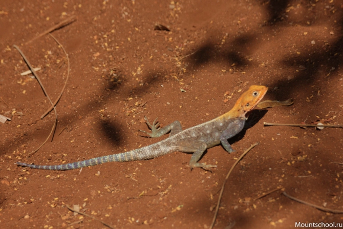 Кения. Часть 2. Парк Меру. (mountschool.ru, веденин, горная школа, путешествия)