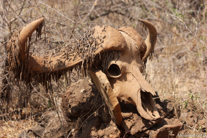 Кения. Часть 2. Парк Меру. (mountschool.ru, веденин, горная школа, путешествия)