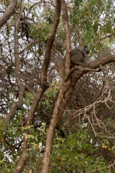 Кения. Часть 2. Парк Меру. (mountschool.ru, веденин, горная школа, путешествия)
