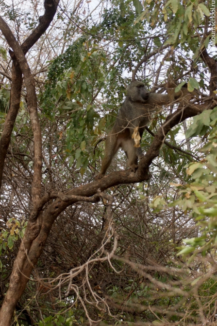 Кения. Часть 2. Парк Меру. (mountschool.ru, веденин, горная школа, путешествия)
