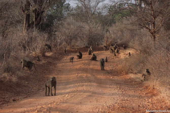 Кения. Часть 2. Парк Меру. (mountschool.ru, веденин, горная школа, путешествия)