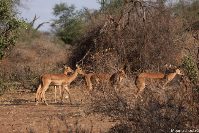 Кения. Часть 2. Парк Меру. (mountschool.ru, веденин, горная школа, путешествия)