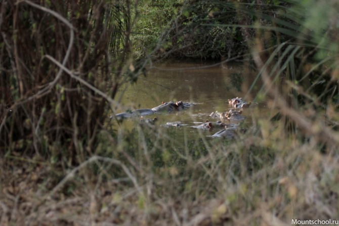Кения. Часть 2. Парк Меру. (mountschool.ru, веденин, горная школа, путешествия)