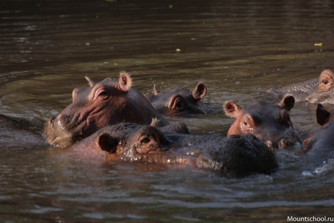 Кения. Часть 2. Парк Меру. (mountschool.ru, веденин, горная школа, путешествия)