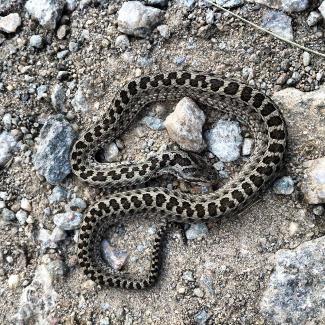 Шаукам (Горный туризм, виктор чайка, эльбрус, приэльбрусье, эльбрус с севера, северное приэльбрусье, менгир, менгиры, развалины, руины)
