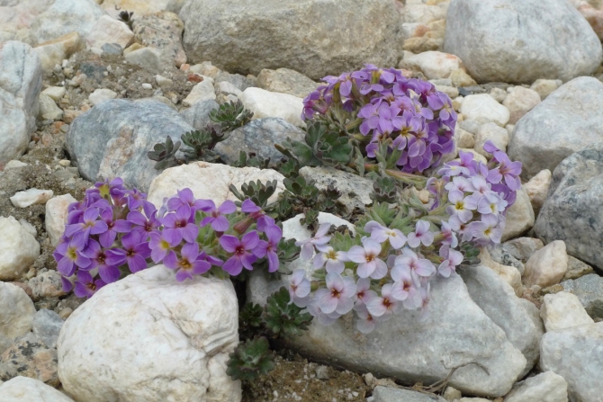 Лошадки, цветочки и другая разная фигня. (Путешествия, алай, заалай)