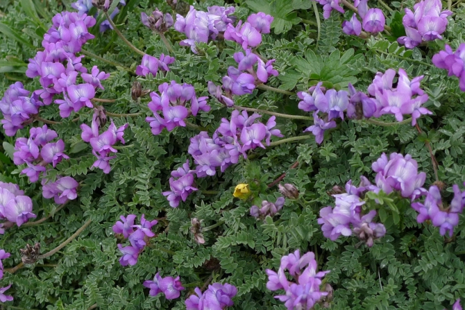 Лошадки, цветочки и другая разная фигня. (Путешествия, алай, заалай)