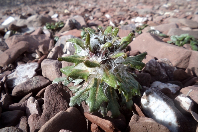 Лошадки, цветочки и другая разная фигня. (Путешествия, алай, заалай)