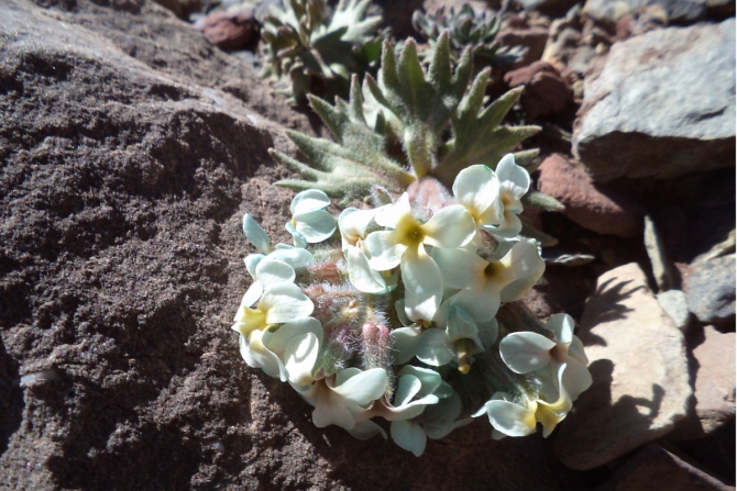 Лошадки, цветочки и другая разная фигня. (Путешествия, алай, заалай)