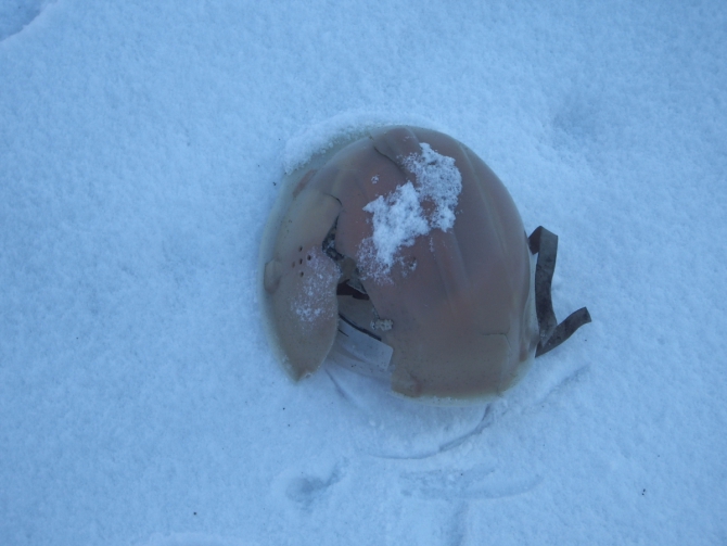 Находка на леднике Котор Северный. Терскей-Алатау, 2007 год (Горный туризм)