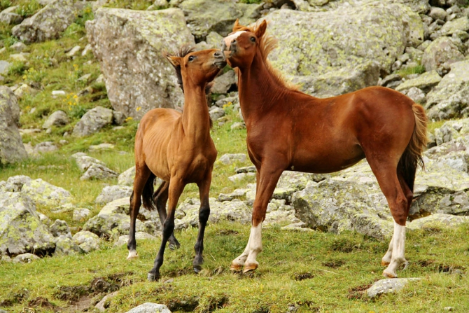 Капсулы Кант на Кавказе!! Проект продолжается! (Горный туризм, Капсула КАНТ, проекты, горы, экспедиции, мы в обществе, события)