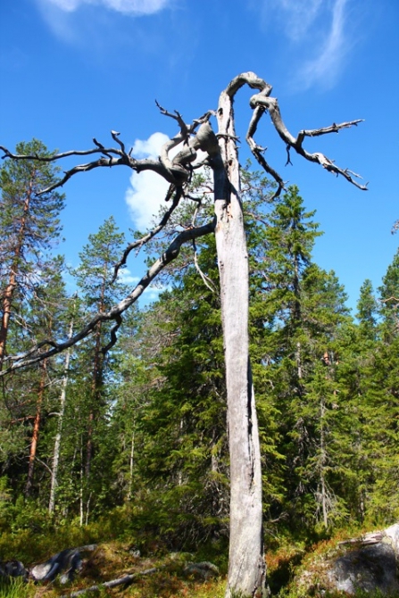 Shelter-trophy Карелия 2015 Обратная сторона. Дневник экспедиции. День пятый (Путешествия)