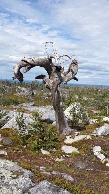 Shelter-trophy Карелия 2015 Обратная сторона. Дневник экспедиции. День пятый (Путешествия)