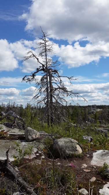 Shelter-trophy Карелия 2015 Обратная сторона. Дневник экспедиции. День пятый (Путешествия)