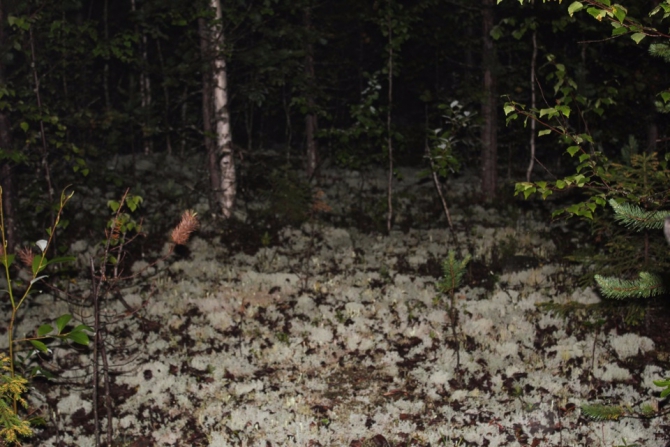 Дневник экспедиции Shelter-trophy. День шестой. (Путешествия)