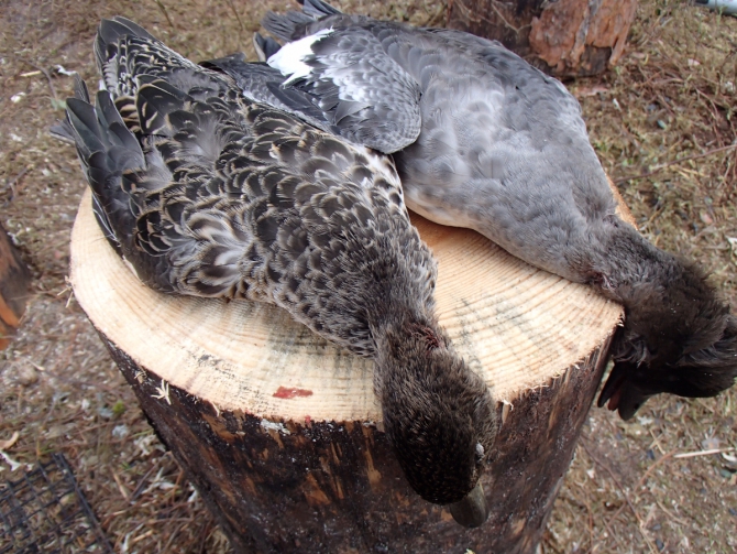 Дневник экспедиции Shelter-trophy. День восьмой (Путешествия)